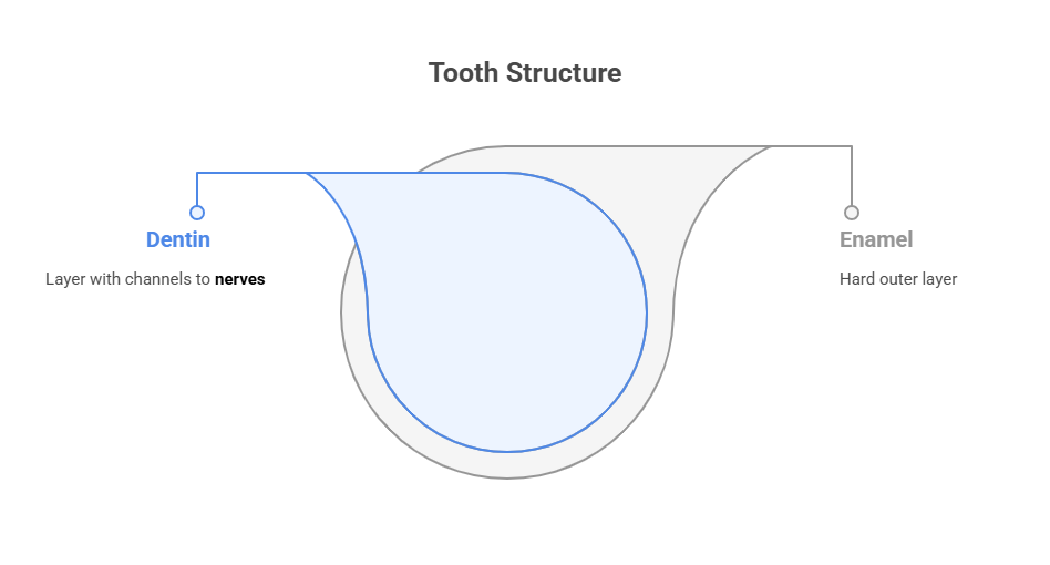 tooth structure